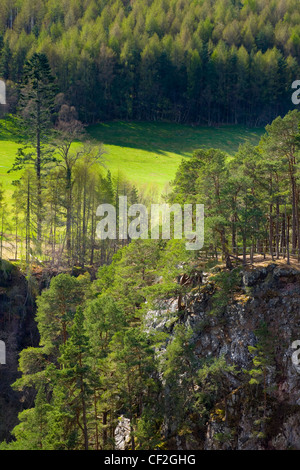 Wald in der Nähe der Wasserfälle des Foyers, am Ufer des Loch Ness befindet sich in Glen Albyn. Stockfoto