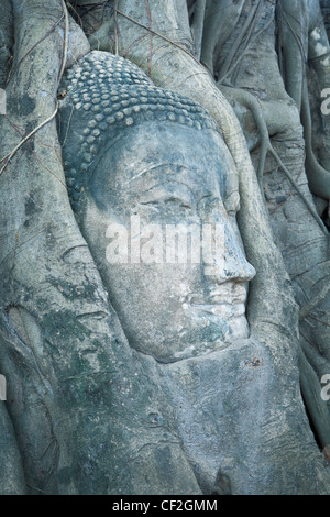 Der Kopf einer Buddha-Statue gefangen in einem Bodhi-Baum im Wat Phra Mahathat, Ayutthaya, Thailand Stockfoto