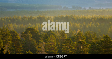 Nebel steigt im Morgengrauen über den Caledonian Wald Rothiemurchus Estate, in den Cairngorms National Park. Stockfoto