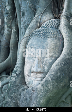 Der Kopf einer Buddha-Statue gefangen in einem Bodhi-Baum im Wat Phra Mahathat, Ayutthaya, Thailand Stockfoto