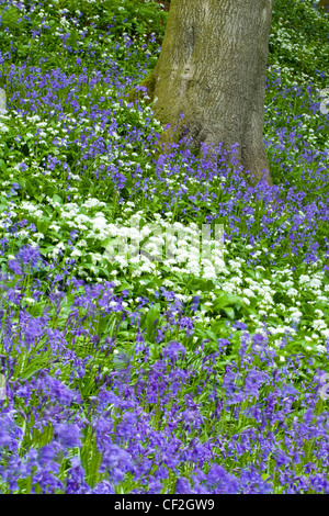 Einheimischen Glockenblumen und Bärlauch (wilder Knoblauch) in Allen Banks. Stockfoto