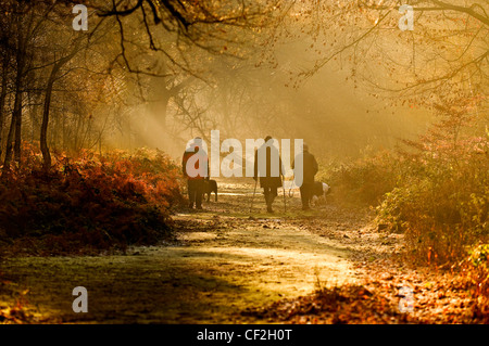 Drei Personen Spaziergang mit seinem Hund durch die gefleckten Sonne in Thorndon Park. Stockfoto