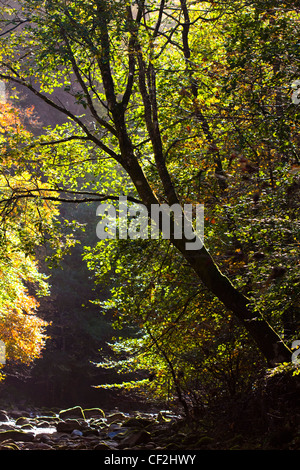 Baum am Ufer des Flusses Allen innerhalb der Schlucht. Stockfoto