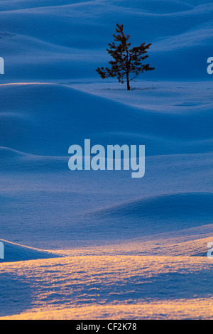 Einzelne Tanne von Schneeverwehungen im Cairngorms National Park umgeben. Stockfoto