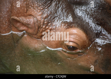 Nilpferd hautnah Stockfoto