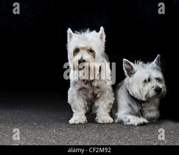 Zwei West Highland White Terrier. Stockfoto