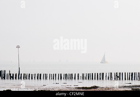 Eine Yacht Segeln vorbei an einem Polder-Schema, das bei Ebbe am East Mersea ausgesetzt worden ist. Stockfoto