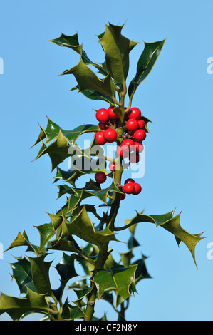 Holly Beeren - Ilex Aquifolium rote Beeren und Blätter gegen blauen Himmel Stockfoto