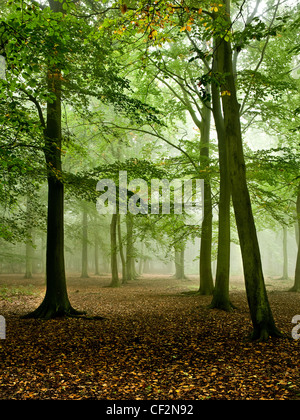 Nebligen Wald in Thorndon Country Park. Stockfoto