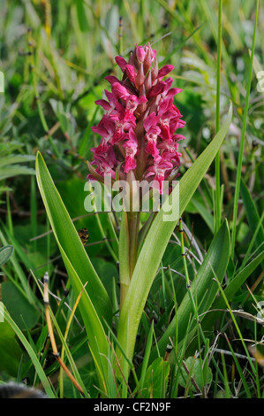 Frühe Knabenkraut - Dactylorhiza Wurzelsud coccinea Stockfoto