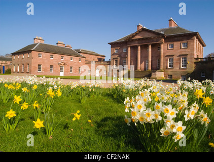 Narzissen blühen auf dem Gelände des Paxton House an der schottischen Grenze. Paxton House wurde im Jahre 1758 f der Gebrüder Adam erbaut. Stockfoto