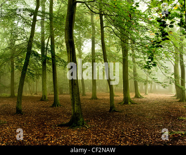 Nebligen Wald in Thorndon Country Park. Stockfoto