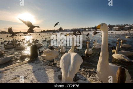 Schwäne und Enten am Tjörnin Teich, Reykjavik, Island Stockfoto