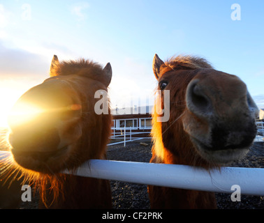 Zwei Pferde über Zaun auf Fotografen suchen. Stockfoto