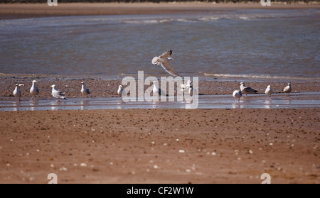 Möwen waten in der Ebbe am Strand von Margate. Stockfoto