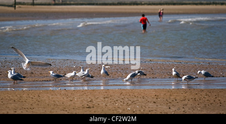 Möwen waten in der Ebbe am Strand von Margate. Stockfoto