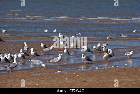 Eine Herde von Möwen auf Margate Strand bei Ebbe. Stockfoto