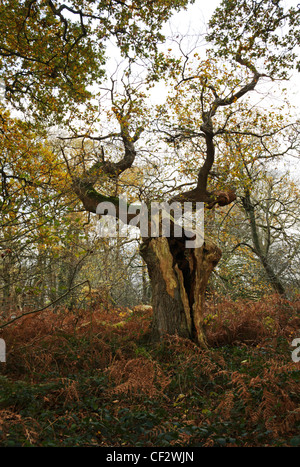 Ein Beispiel für eine alte Eiche mit verrotteten Stamm in Thursford Holz Nature Reserve, Norfolk, England, Vereinigtes Königreich. Stockfoto