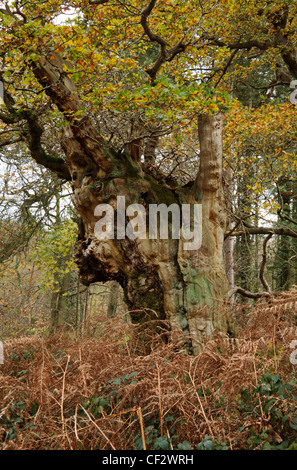 Ein Beispiel einer alten Eiche in Thursford Holz Nature Reserve, Norfolk, England, Vereinigtes Königreich. Stockfoto