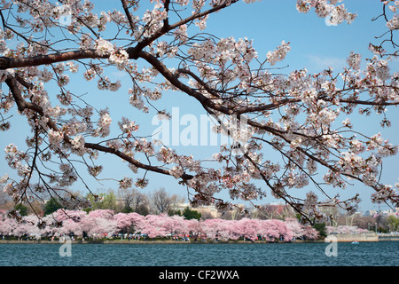 Japanische Kirschblüten blühen entlang des Umfangs des Tidal Basin; Washington; DC. Stockfoto