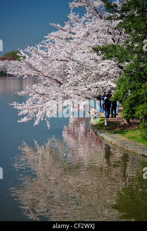 Japanische Kirschblüten blühen entlang des Umfangs der Tidal Basin, Washington, DC. Stockfoto