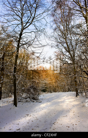 Schneebedeckte Wälder im Winter. Stockfoto