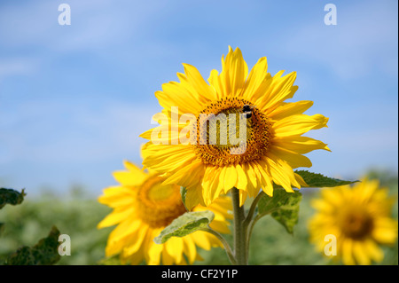 Eine Biene bestäubt eine einzige hellgelbe Sonnenblume auf der Knoblauchfarm auf der Isle of Wight in der Sonne. Helle Sommerfarben, gelb gegen blau. Stockfoto