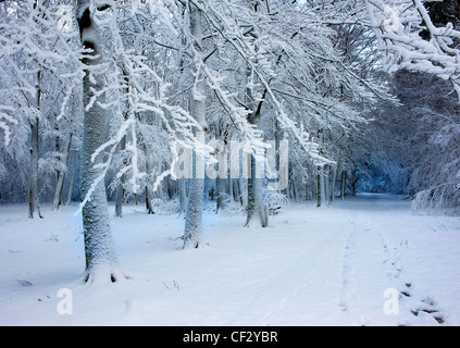 Heftige Schneefälle im Wald. Stockfoto