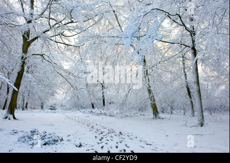 Heftige Schneefälle im Wald. Stockfoto