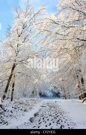 Heftige Schneefälle im Wald. Stockfoto