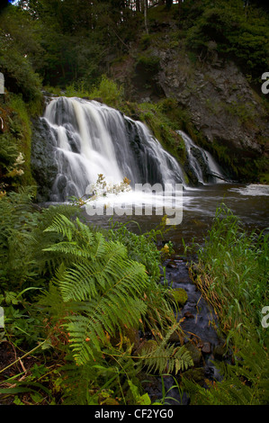 Dess Wasserfall im Reifen Wald in Aberdeenshire. Stockfoto