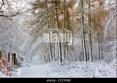 Heftige Schneefälle in einem Waldgebiet. Stockfoto