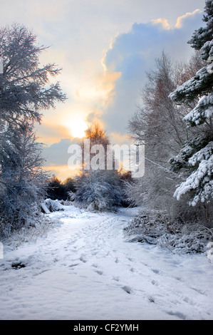 Heftige Schneefälle in einem Waldgebiet. Stockfoto