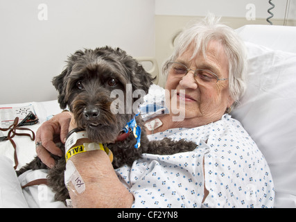 Hund, alte Patienten im Krankenhaus zu besuchen, als Teil eines Pet-Therapie-Programm, Philadelphia USA Stockfoto