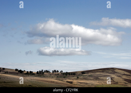 Schafbeweidung auf dem Hügel von Glen Deskry. Stockfoto