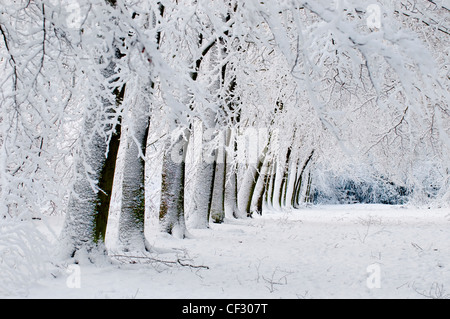 Heftige Schneefälle in einem Waldgebiet. Stockfoto