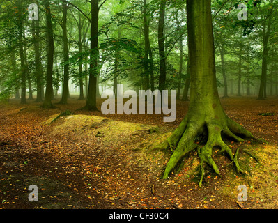 Nebel in den Bäumen in Thorndon Park verweilen. Stockfoto