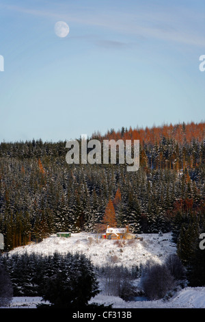 Croft und Wald in den Cairngorms im Winter. Stockfoto