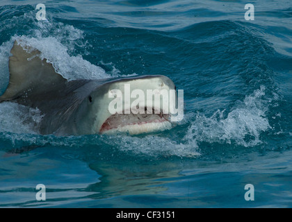 Tiger Shark an der Oberfläche Stockfoto