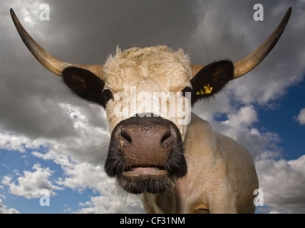 Nahaufnahme einer gehörnten, weiße Kuh Park. Stockfoto