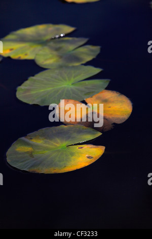 Nahaufnahme der Seerose hinterlässt auf Loch Garten in den Cairngorms National Park. Stockfoto