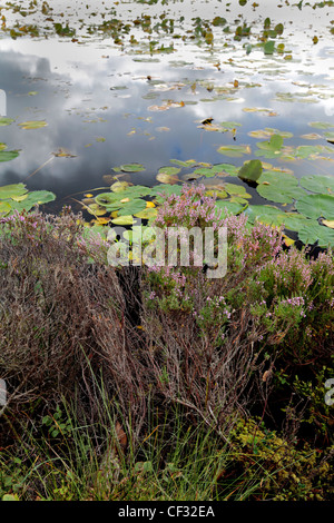 Heather und Seerosen auf Loch Garten in den Cairngorms National Park. Stockfoto