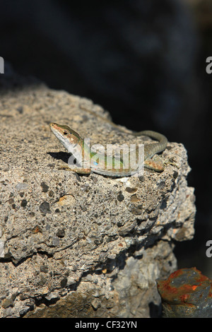 Die Europäische Grüne Eidechse (Lacerta Viridis) ist eine große Echse verteilen sich auf europäischen Stockfoto