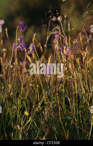 Schafmilch-Bit Witwenblume, einen einheimischen Wildblumen von Großbritannien. Stockfoto