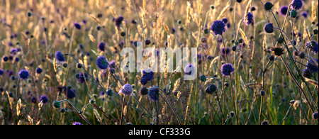 Schafmilch-Bit Witwenblume, einen einheimischen Wildblumen von Großbritannien. Stockfoto