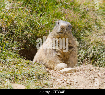 Murmeltier sitzt vor seiner Höhle im Sommer im Wallis, Schweiz Stockfoto