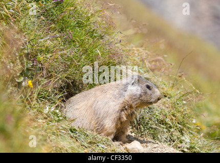 Murmeltier sitzt vor seiner Höhle im Sommer im Wallis, Schweiz Stockfoto