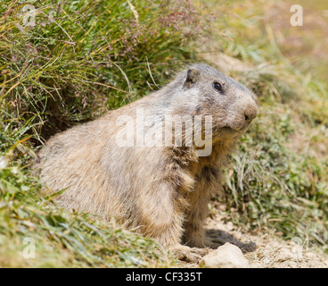 Murmeltier sitzt vor seiner Höhle im Sommer im Wallis, Schweiz Stockfoto