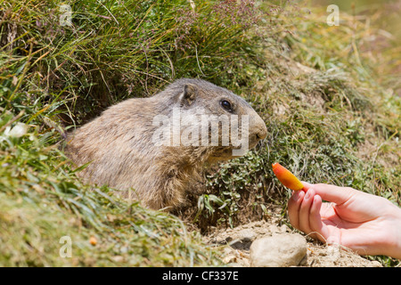 Fütterung von Murmeltier sitzt vor seiner Höhle im Sommer im Wallis, Schweiz Stockfoto