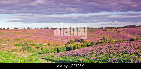 Blick über Heide Banken/Hügel bedeckt durch die Heide in voller Blüte im Sommer Cannock Chase Country Park AONB Stockfoto